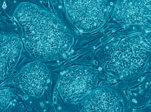 Human_embryonic_stem_cells_only_A