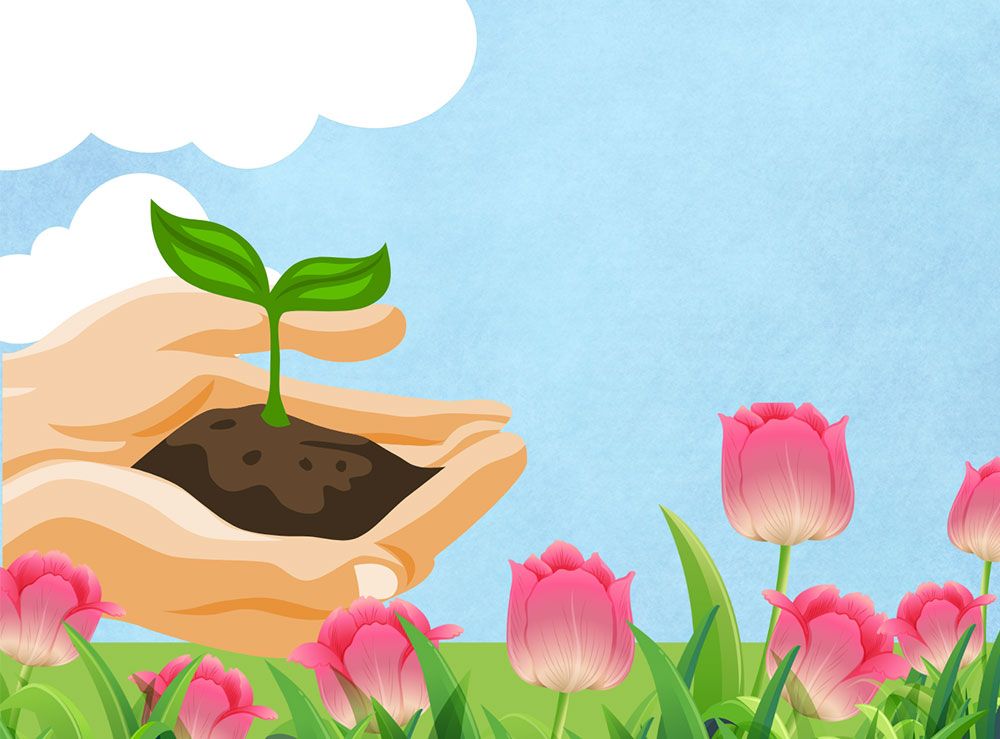 A hand holds a small plant in field of pink tulips